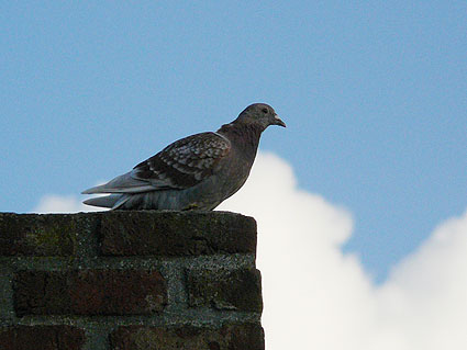 pigeon-resting-2.jpg